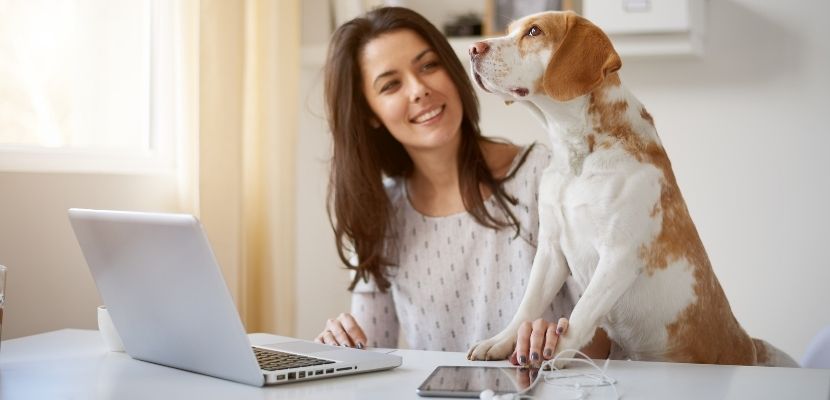 Als Corporate Benefit kann dieses Mitarbeiterin mit ihrem Hund von Zuhause aus arbeiten.